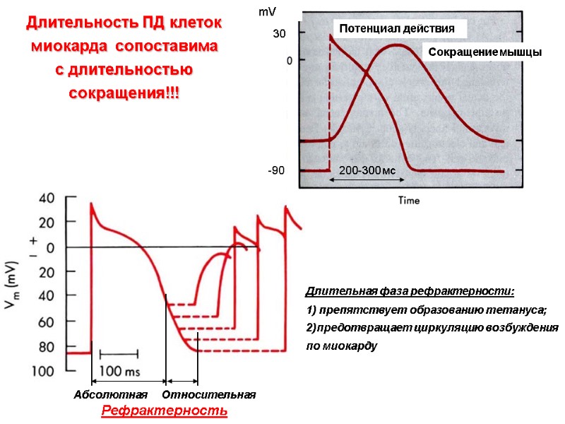 Длительность ПД клеток миокарда сопоставима с длительностью сокращения!!! -90 30 mV 200-300 Длительность ПД клеток миокарда сопоставима с длительностью сокращения!!! -90 30 mV 200-300